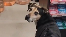 Cão lança 'olhar 43' em loja e convence clientes a alimentá-lo (Reprodução / Amo Meu Pet)